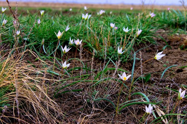 Blooming wild white flowers