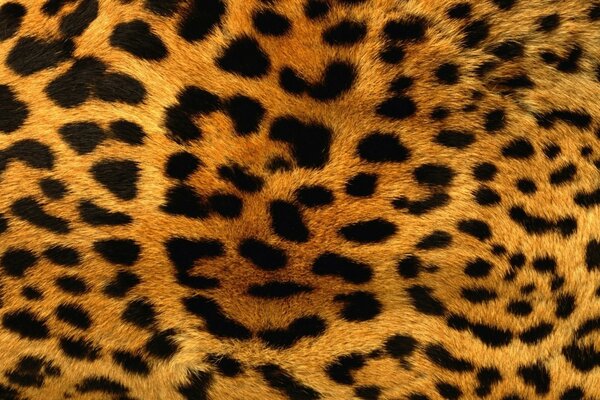 Polsterstoff. Farbe - Leopard