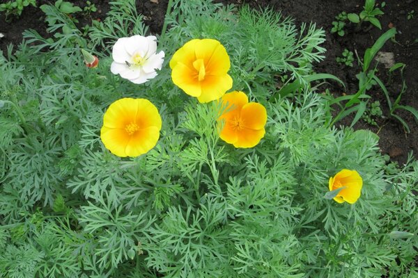 Hermosos macizos de Flores en tu Jardín