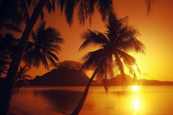 Palme vor dem Hintergrund des Strandes und des Sonnenuntergangs in orangefarbenen Tönen