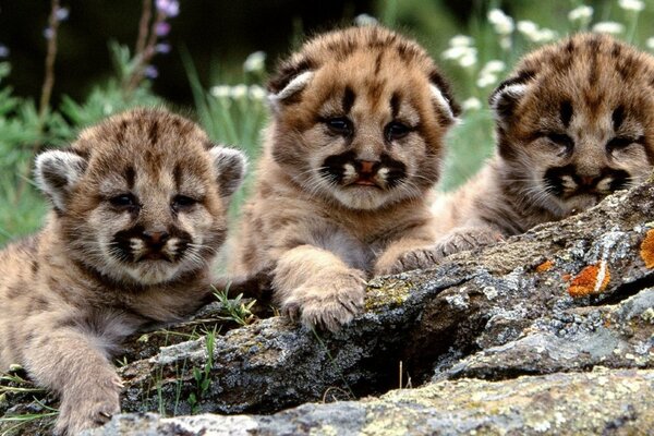 Baby tigers in the wild