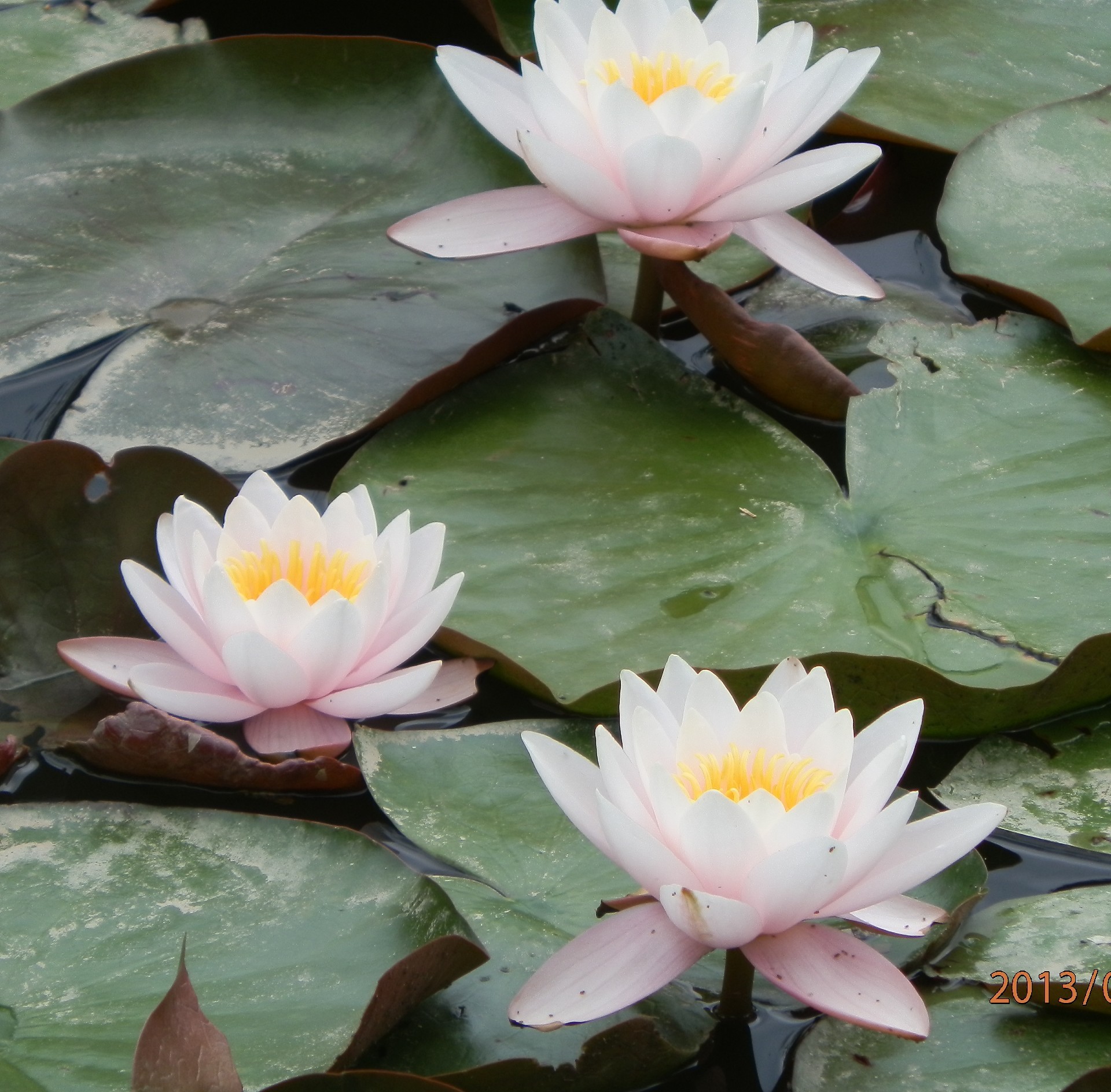 kwiaty w wodzie lotos basen woda lily lilia wodna pływanie lotos egzotyczny święty tropikalny liść zen medytacja kwiat czysty mata jezioro bluming flora spokój