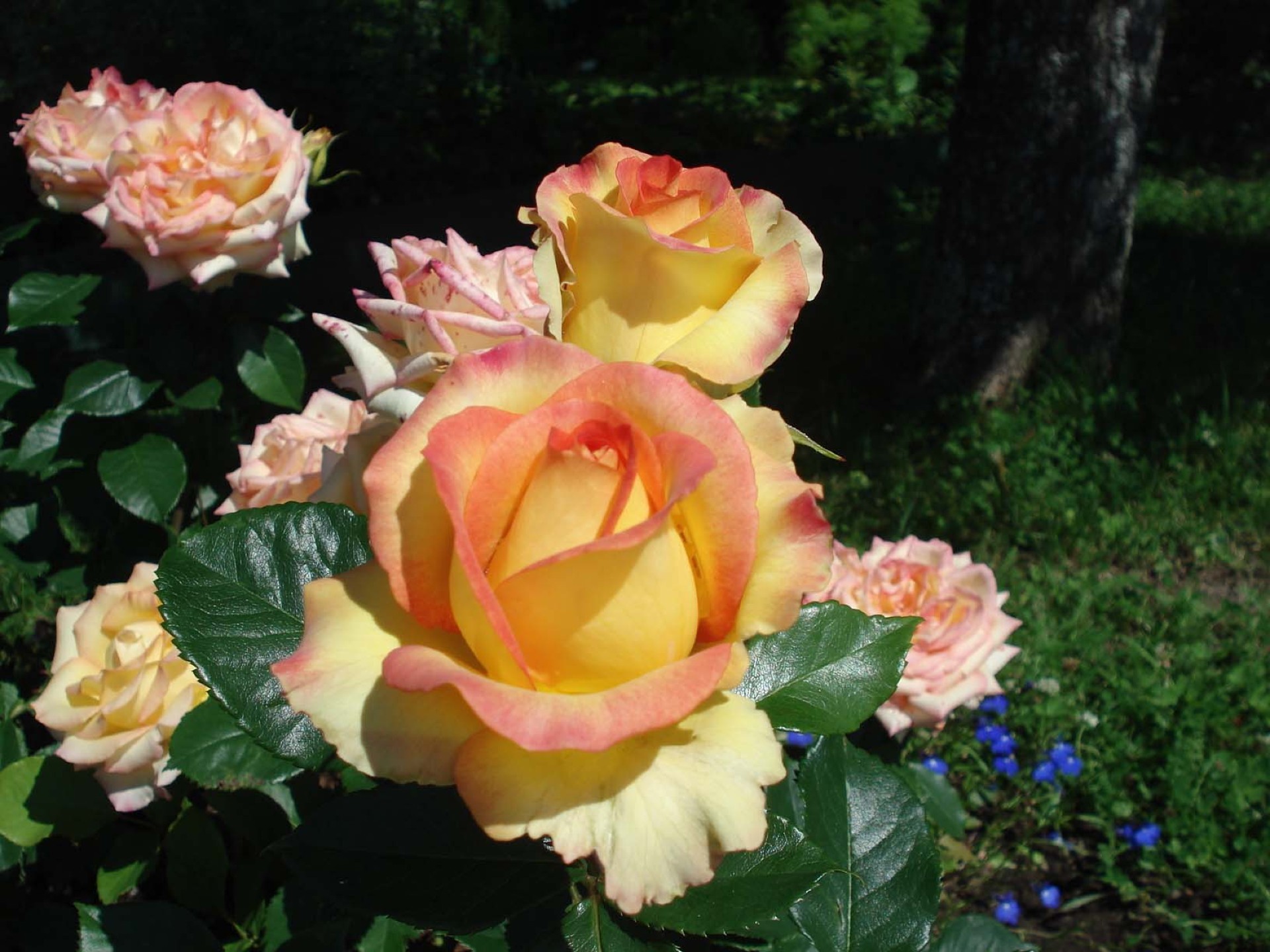 fleurs fleur rose feuille pétale amour nature jardin romance flore floral bluming été bouquet mariage couleur