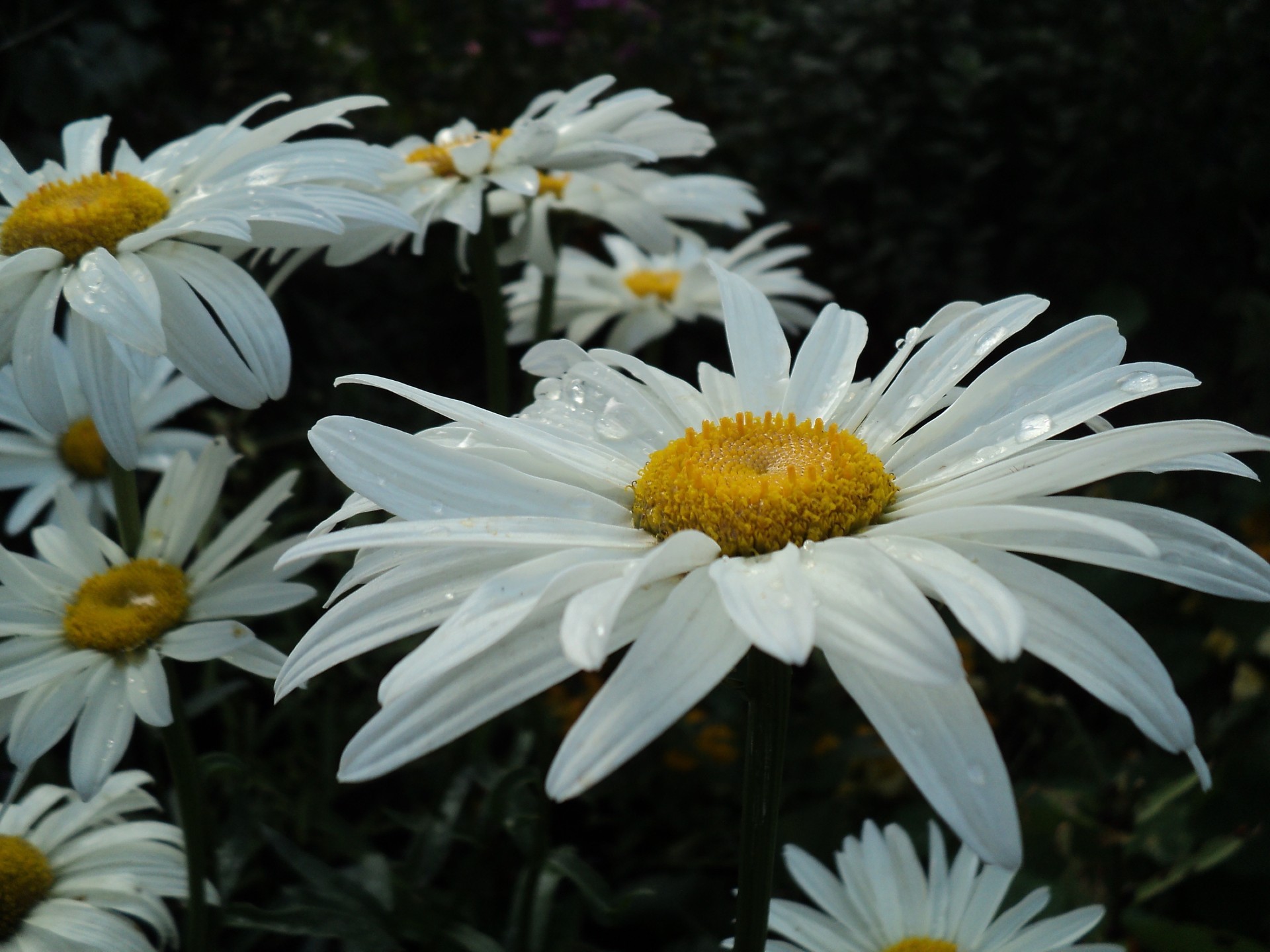 marguerites nature fleur flore été jardin floral pétale bluming feuille saison lumineux belle champ couleur croissance gros plan foin à l extérieur