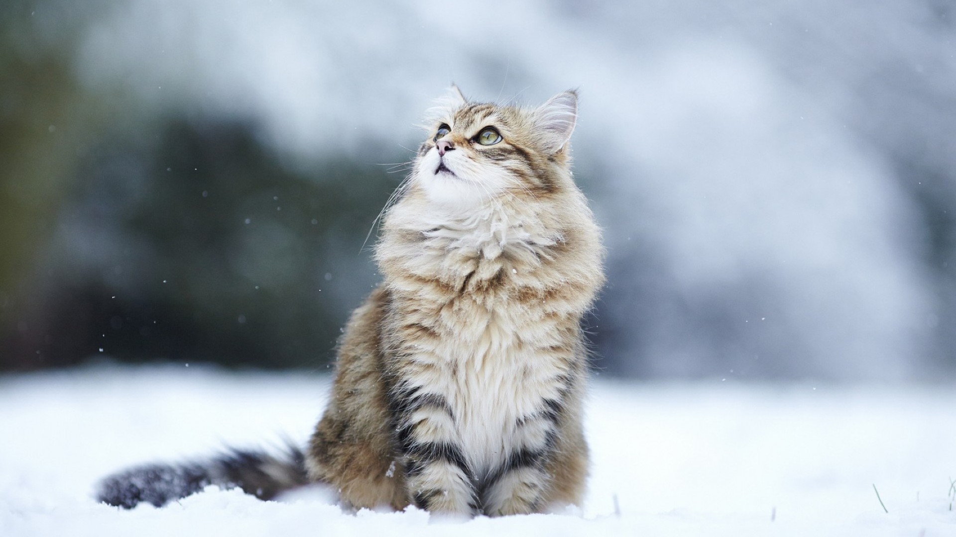 chat chat hiver neige mammifère fourrure nature animal faune mignon oeil chaton portrait à l extérieur