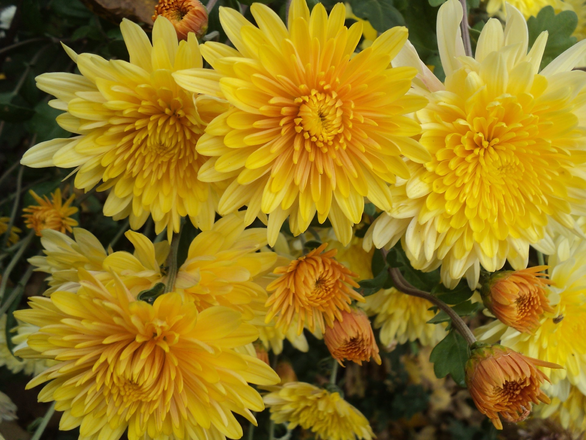 chrysanthemen blume natur flora sommer garten blütenblatt blühen blumen farbe blatt blumenstrauß hell kopf schön dahlia wachstum schließen