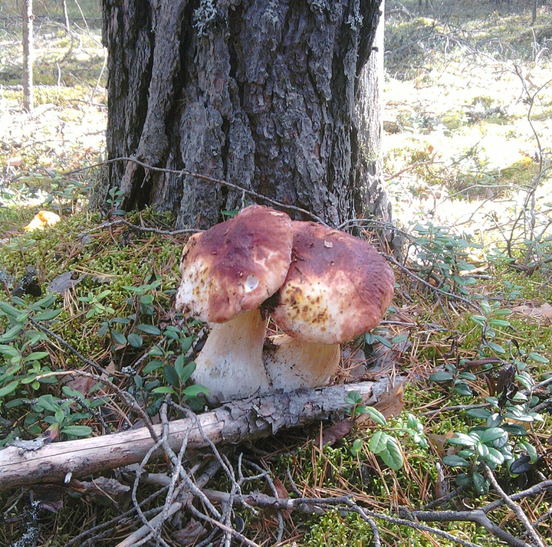 champignons champignon champignon borovik automne couverture comestible champignon nature bois mousse sporovo à l extérieur poison nourriture saison flore herbe sauvage