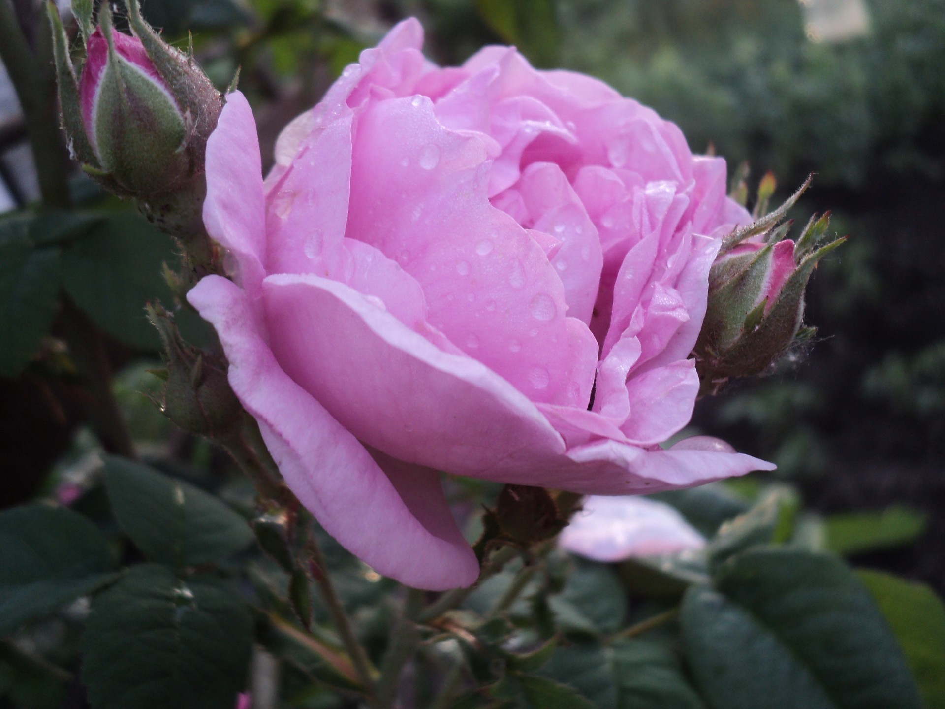 roses fleur nature feuille flore jardin bluming pétale mariage floral pivoine à l extérieur amour couleur copain arbuste