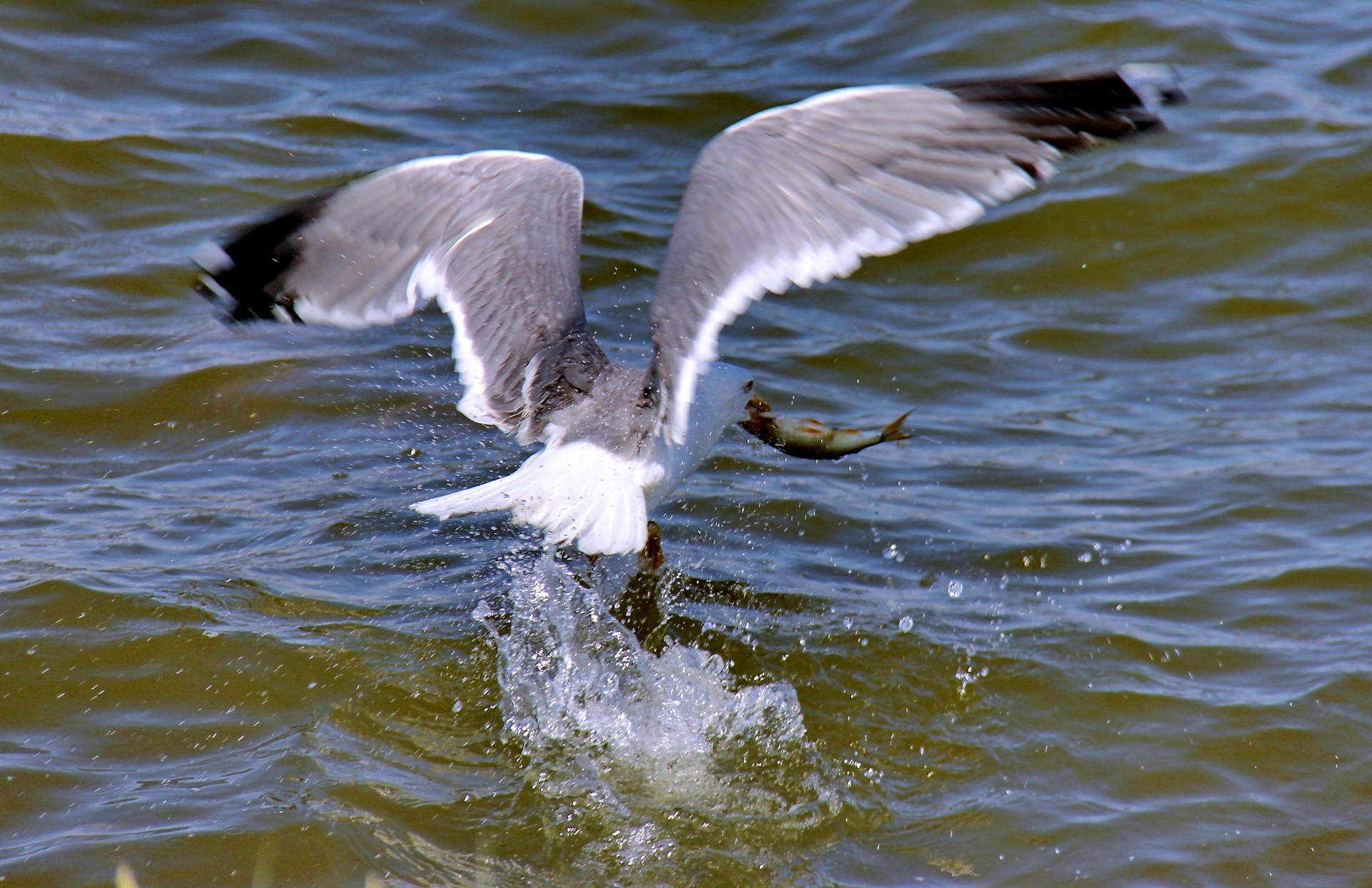 gaviota pájaro gaviota vida silvestre vuelo agua volar naturaleza aves pluma animal pato ala pico ganso aves acuáticas