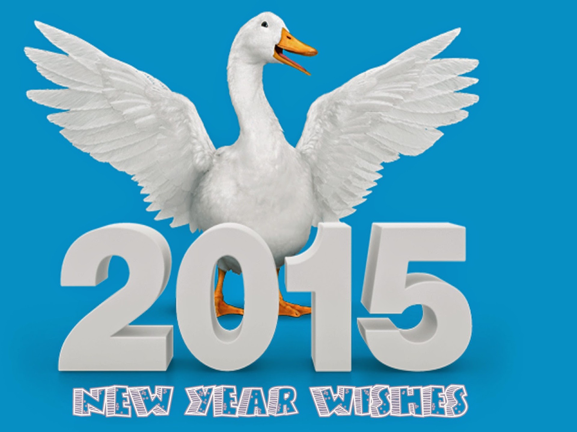 new year bird animal wildlife