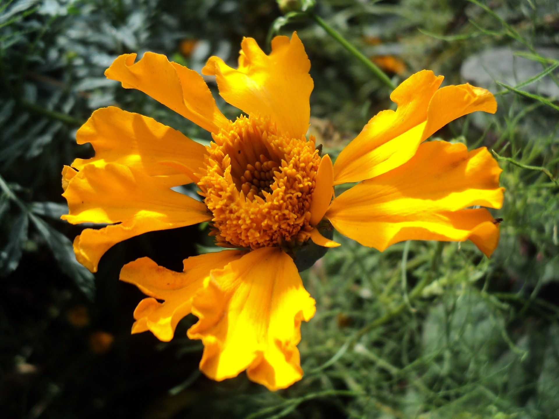 bahçe çiçekleri doğa flora çiçek yaz bahçe yaprak parlak açık havada renk sezon alan yakın çekim petal çiçek çiçek açan çimen güzel güzel hava