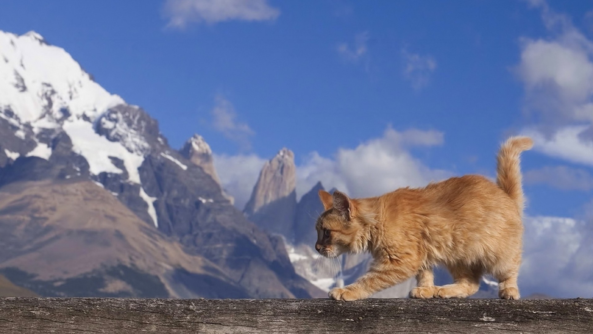 chats neige hiver mammifère à l extérieur unique lumière du jour voyage