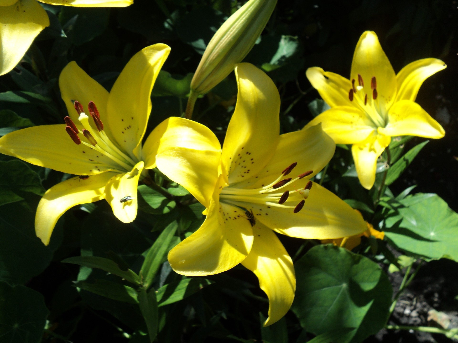 canteiros de flores com flores flor natureza folha flora verão lily brilhante