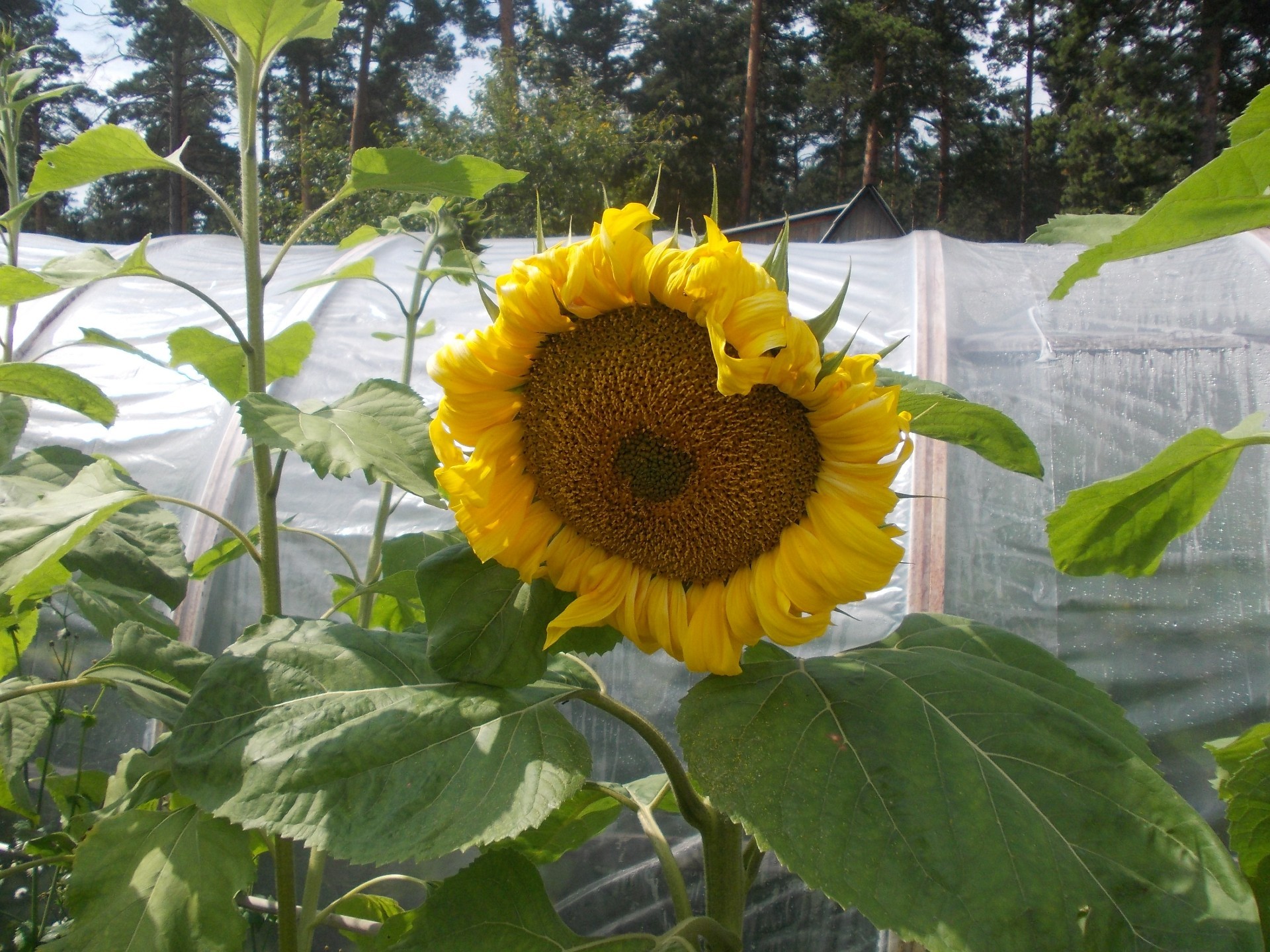 girasoli natura flora estate foglia fiore giardino luminoso crescita girasole colore campo primo piano floreale stagione bella agricoltura all aperto bel tempo rurale