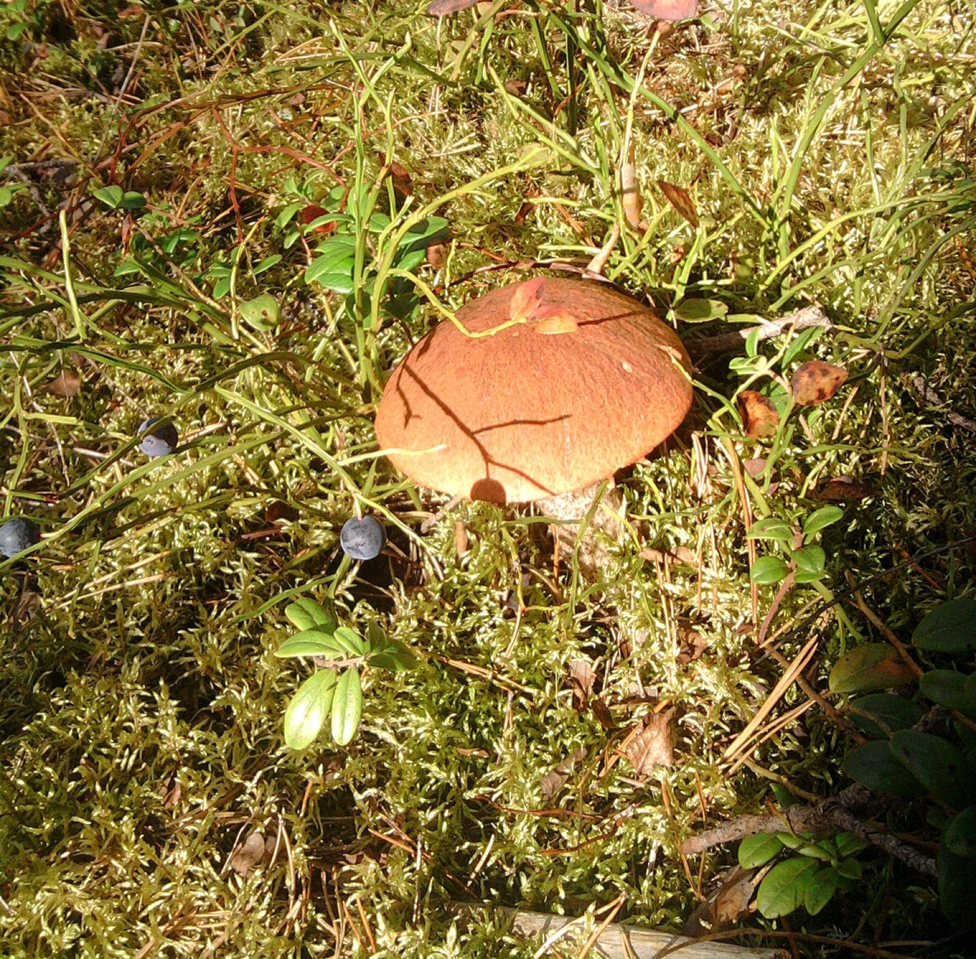 grzyby grzyb grzyb natura jesień drewno jedzenie flora liść drzewa trawa zewnętrzna środowisko mech sezon jadalny dziki kolor wzrost perkoz