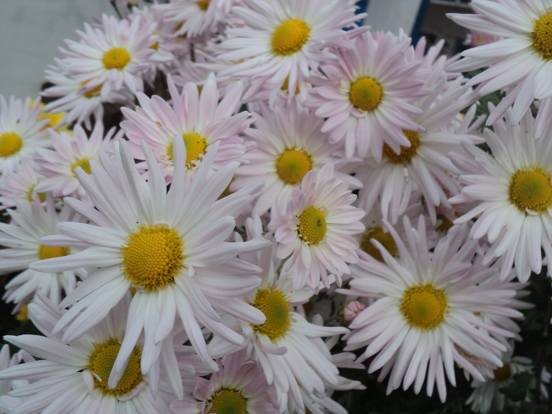 chrysanthème fleur nature flore pétale été jardin floral bluming lumineux couleur belle camomille gros plan bouquet feuille bureau saison