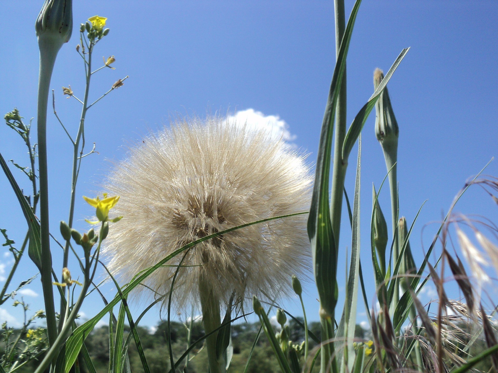 dzikie kwiaty kwiat lato natura trawa pole flora wzrost na zewnątrz mniszek lekarski sianokosy wiejskie dobra pogoda jasne słońce łuska