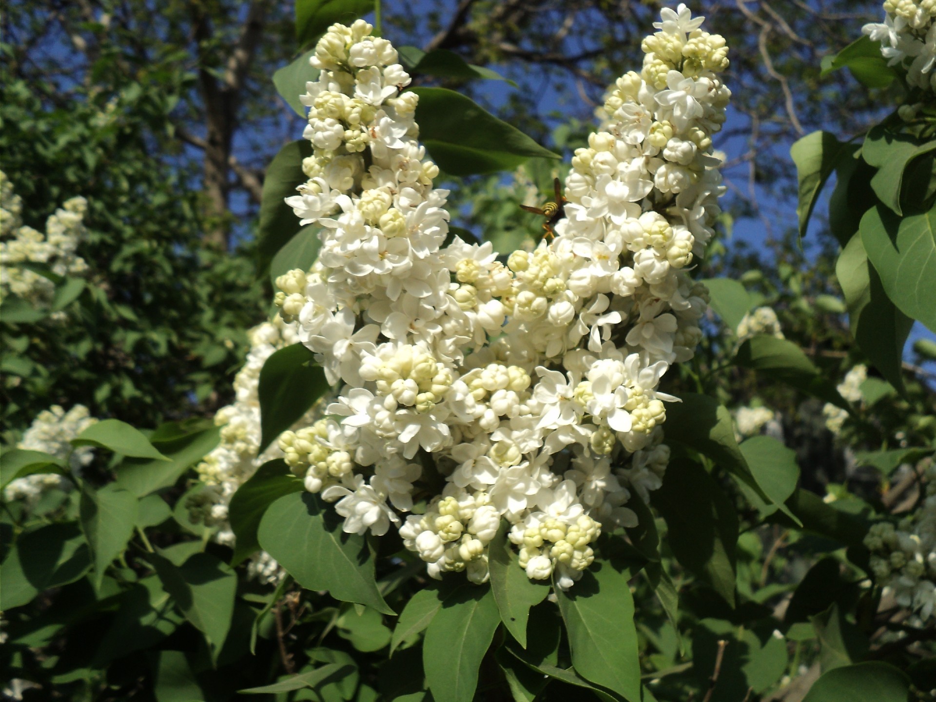 gartenblumen blume flora blatt natur baum garten saison blumig blühen zweig sommer strauch blütenblatt farbe schließen im freien botanisch gutes wetter wachstum frische