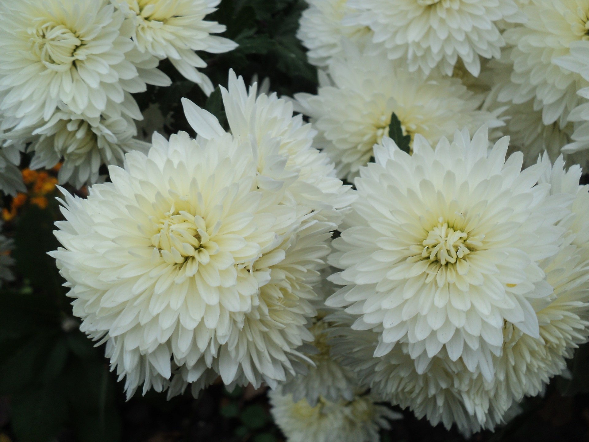 chrysanthemen blume natur flora garten blütenblatt blumen blühen dahlia blumenstrauß sommer blatt farbe hell kopf wachstum staude