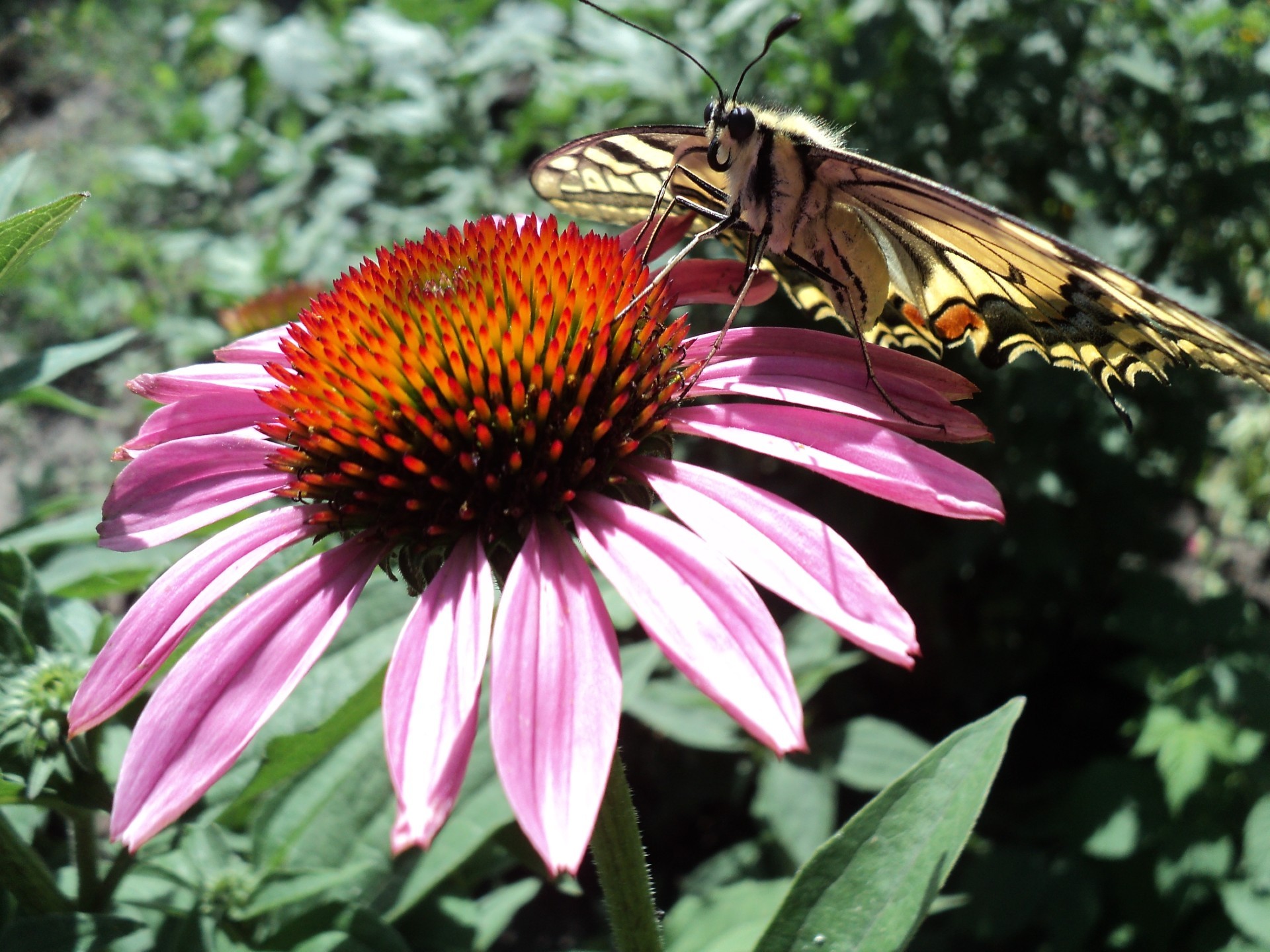 garden flowers nature garden insect outdoors flower summer flora butterfly leaf beautiful coneflower close-up color