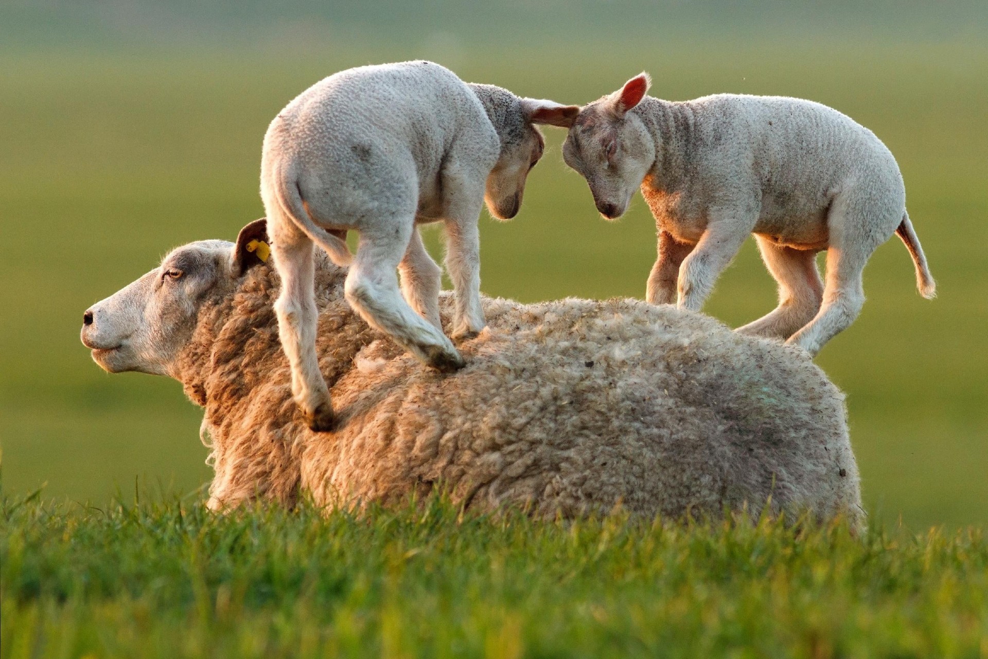 moutons mammifère herbe animal champ foin ferme mignon animaux vivants domestique jeune pâturage agriculture animal de compagnie nature