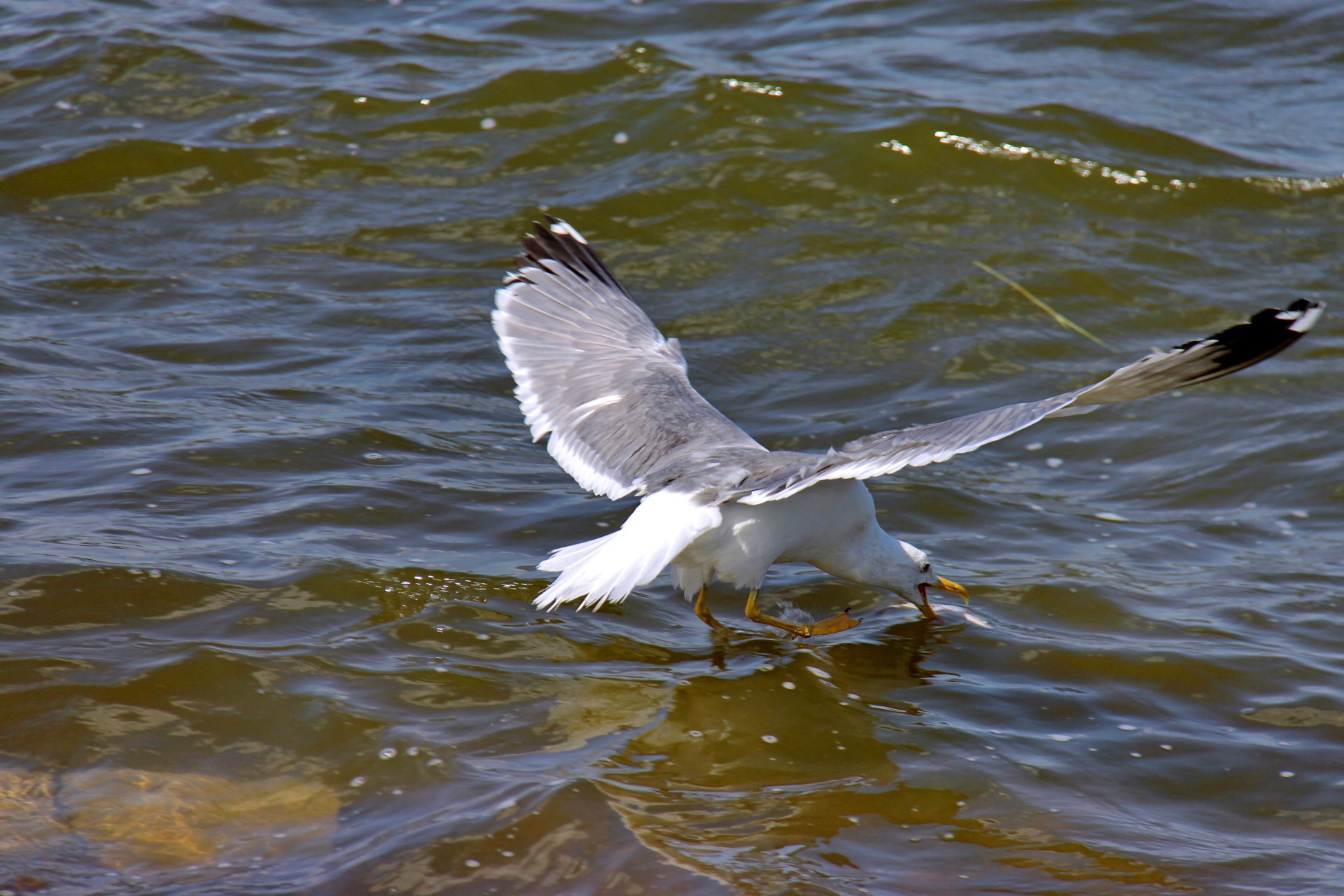 gabbiano uccello gabbiano fauna selvatica acqua natura animale volo piuma volare mare becco lago all aperto