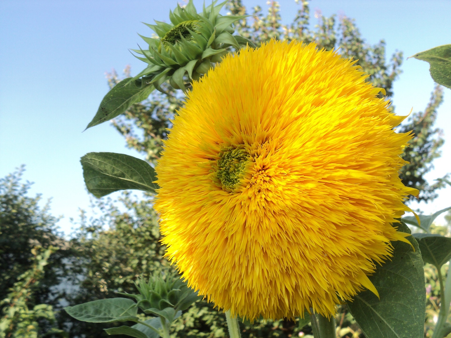 blumen flora natur blume blatt sommer im freien garten baum wachstum blumen blühen