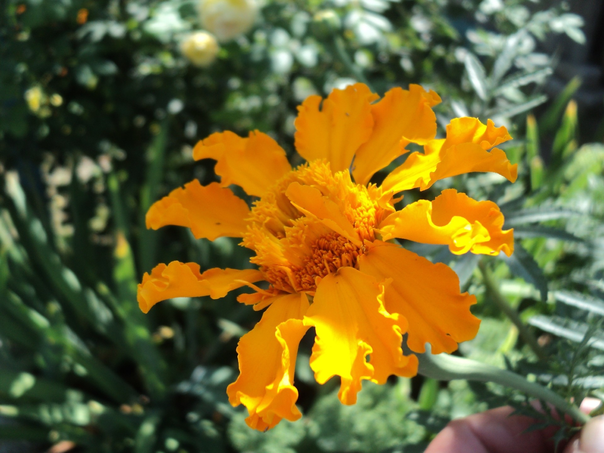 garden flowers nature flower flora garden leaf summer outdoors color floral blooming growth bright season petal