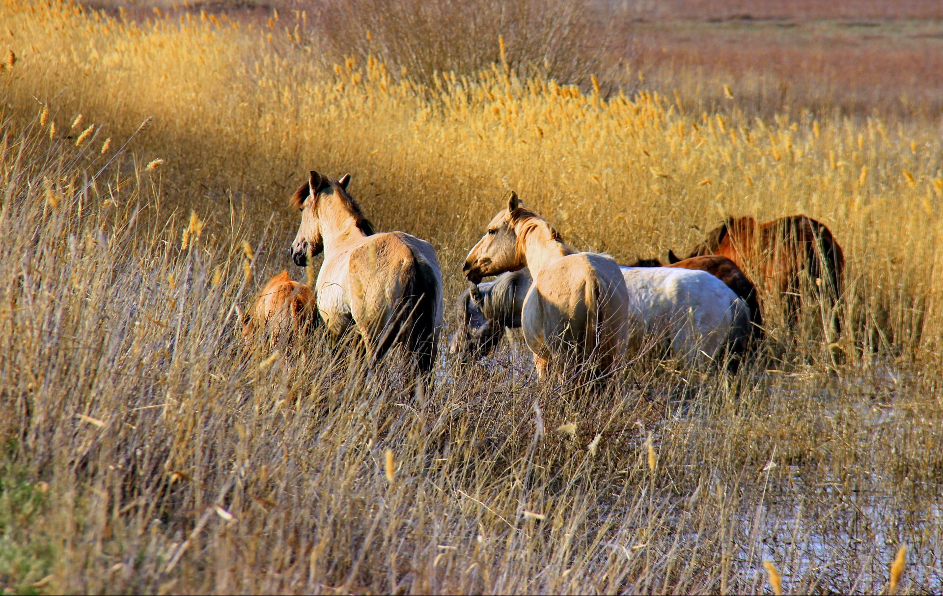 horses mammal cavalry grass pasture grassland outdoors farm field animal wildlife horse hayfield agriculture rural livestock mare mane nature daylight