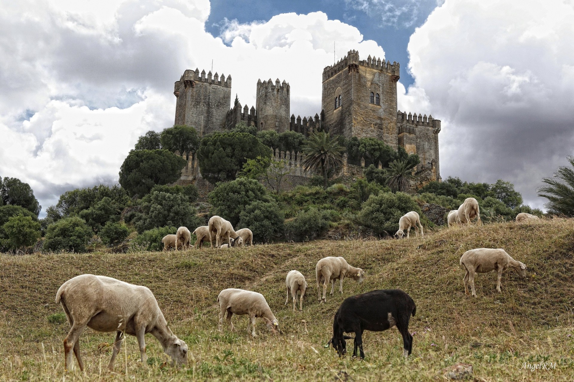 sheep agriculture grass outdoors farm countryside rural travel livestock pasture nature