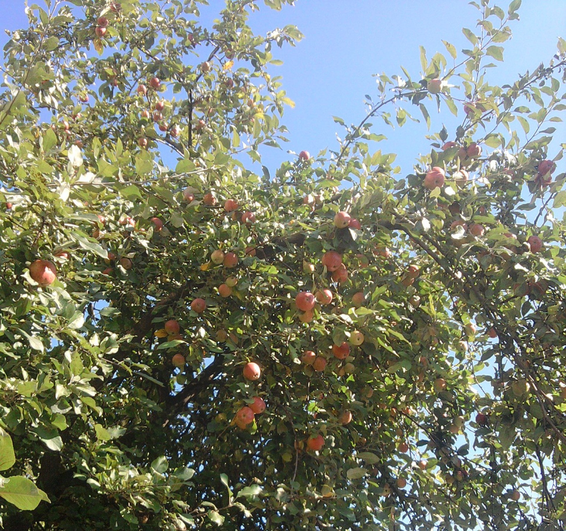 trees fruit tree agriculture branch leaf nature outdoors flora food fair weather farm season summer growth apple grow pasture garden sunny