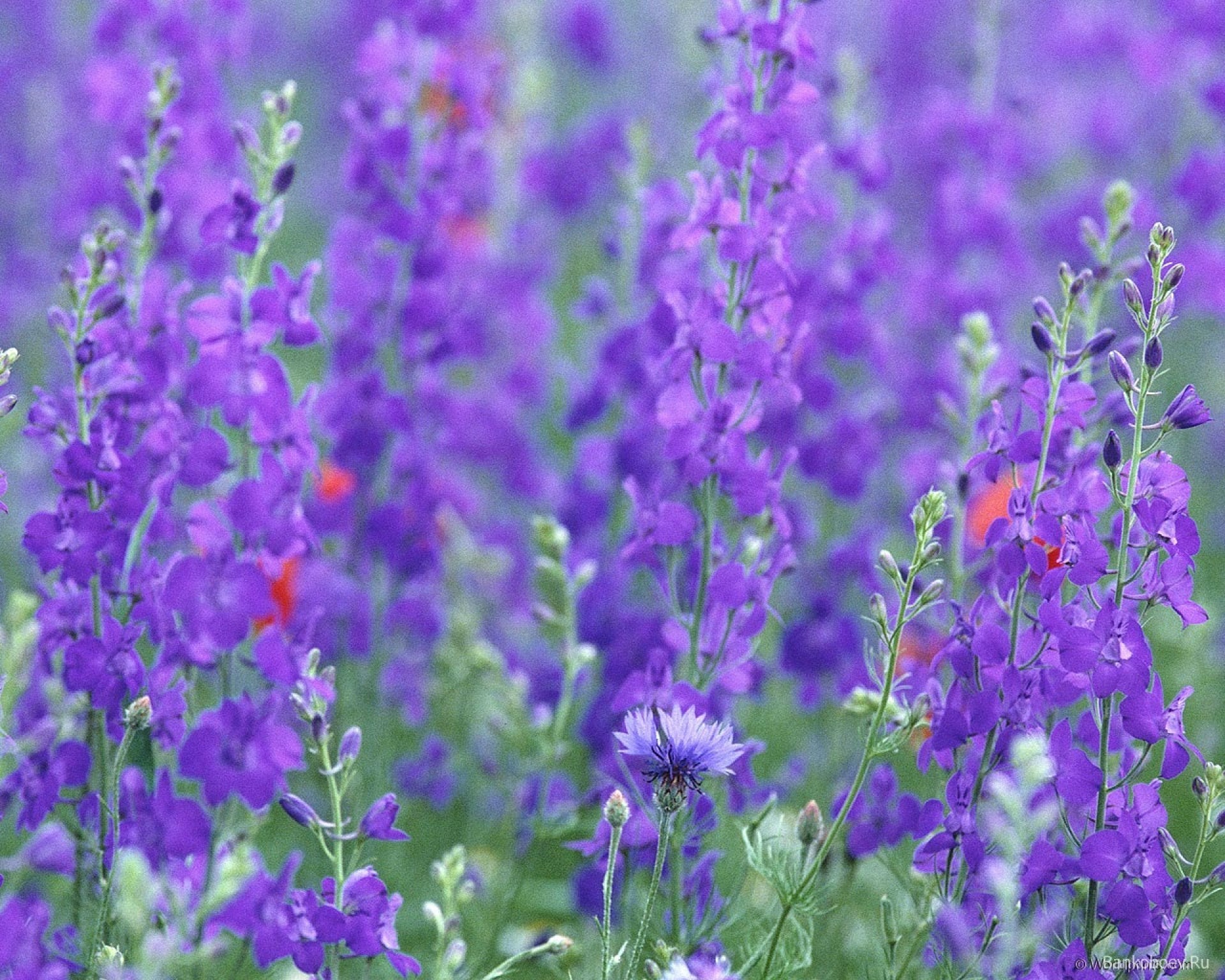 lys fleur nature été flore champ croissance jardin violet à l extérieur feuille rural foin bluming lumineux herbe saison parfum floral à base de plantes