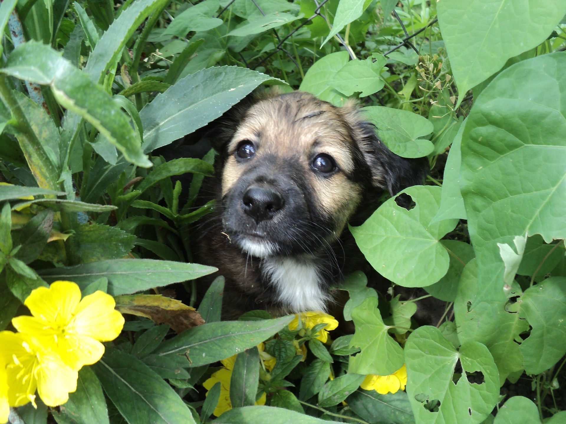 hunde natur wenig gras im freien sommer