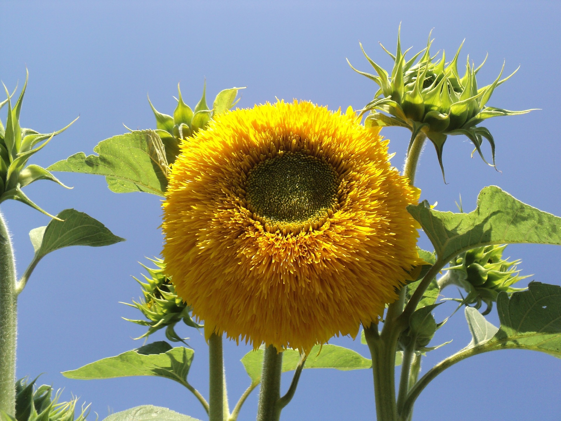 tournesols flore nature fleur feuille été croissance champ floral jardin lumineux bluming ensoleillé pétale couleur tournesol saison beau temps en plein air soleil