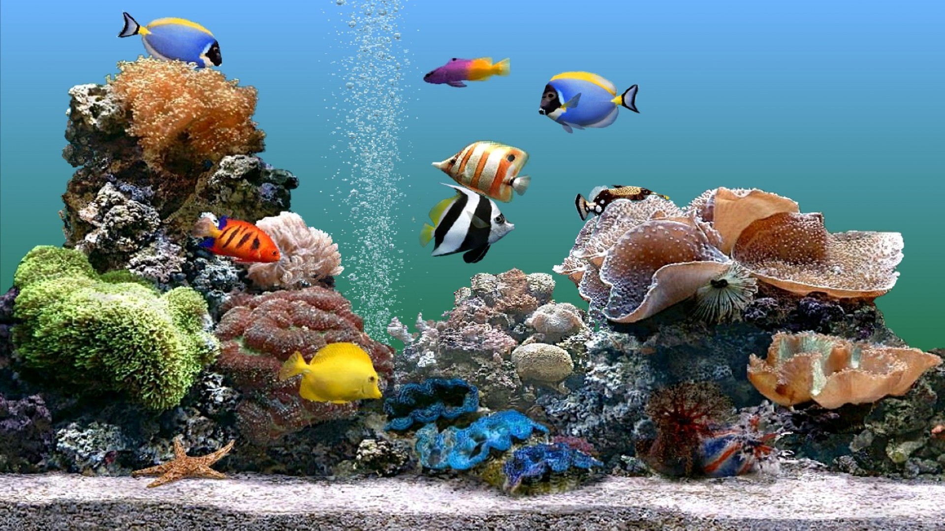 troupeau de poissons sous-marin poissons corail mer océan eau récif tropical marine nature aquarium aquatique plongée natation profonde sous-marin scooby animal la faune