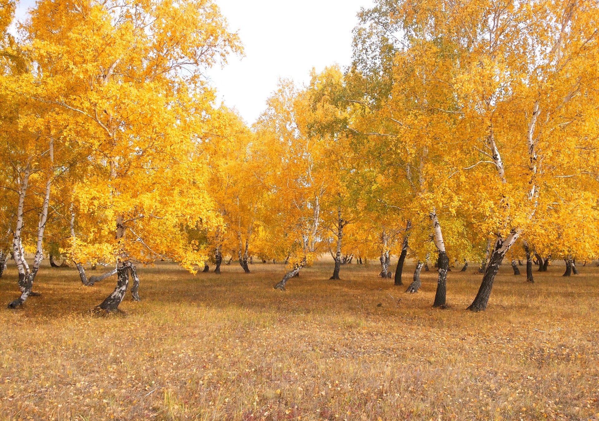 осінь осінь дерево лист деревини пейзаж сезон золото природа парк на відкритому повітрі дорога мальовничий середовища філія кленовий сільській місцевості гарну погоду сільських колір