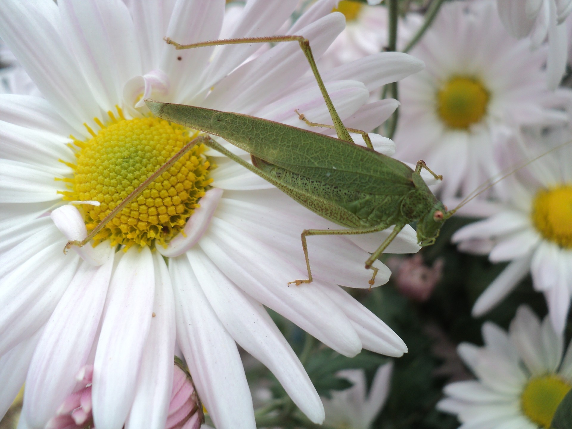 insects nature flower leaf flora insect summer garden floral wild close-up bright head petal