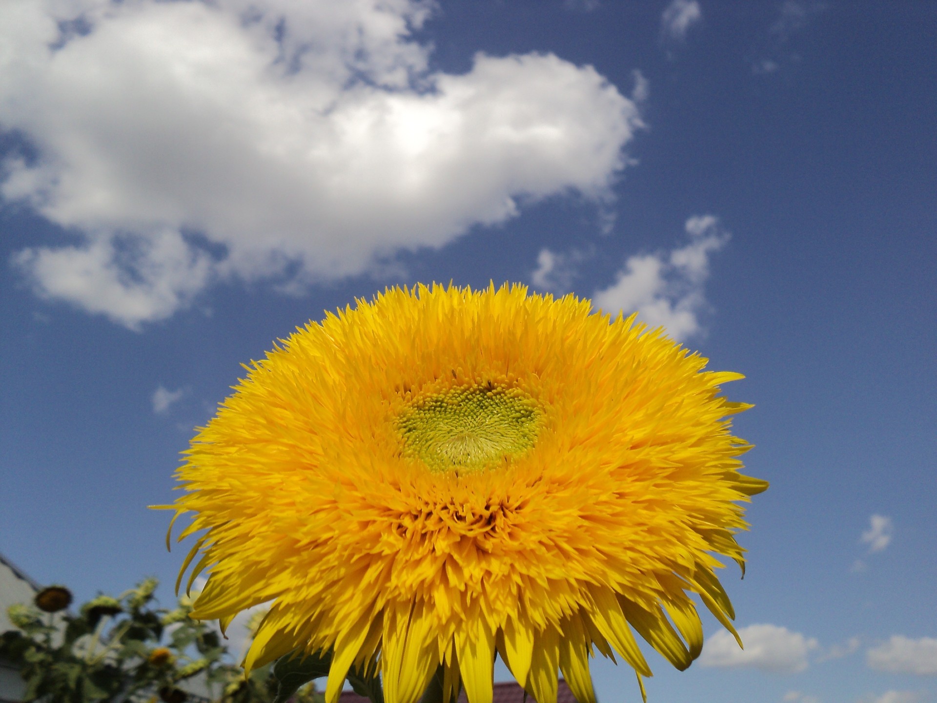 flowers flower flora nature summer sky landscape bright outdoors sun beautiful field color