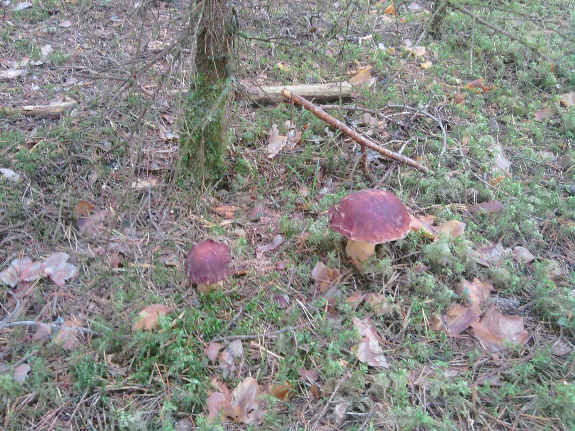 setas otoño hongo naturaleza hoja madera comida seta tierra hierba flora al aire libre árbol estación medio ambiente cubierta parque verano salvaje jardín