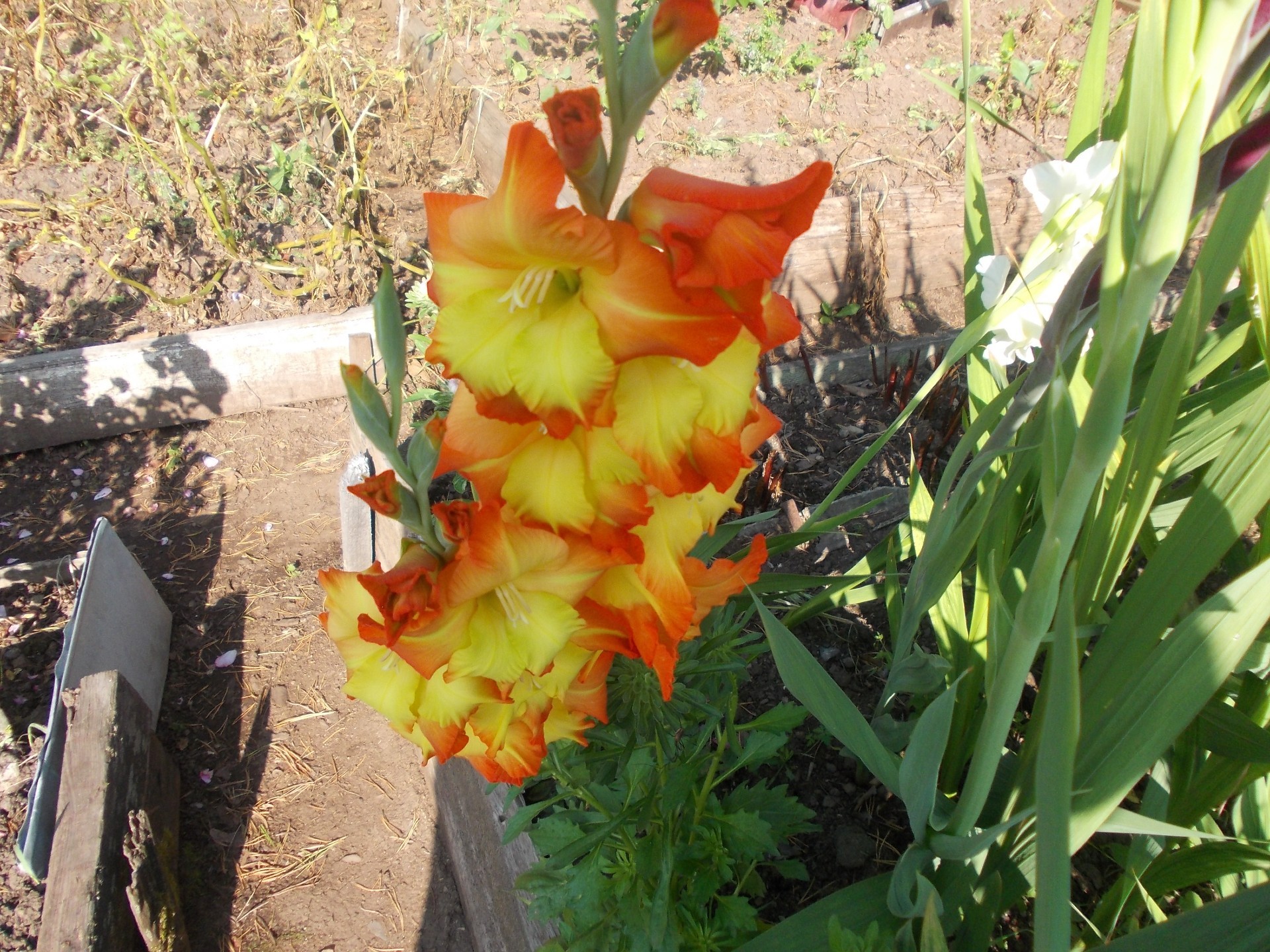 花坛 自然 叶 花 植物 花园 夏天 明亮 季节 生长 户外 颜色 盛开