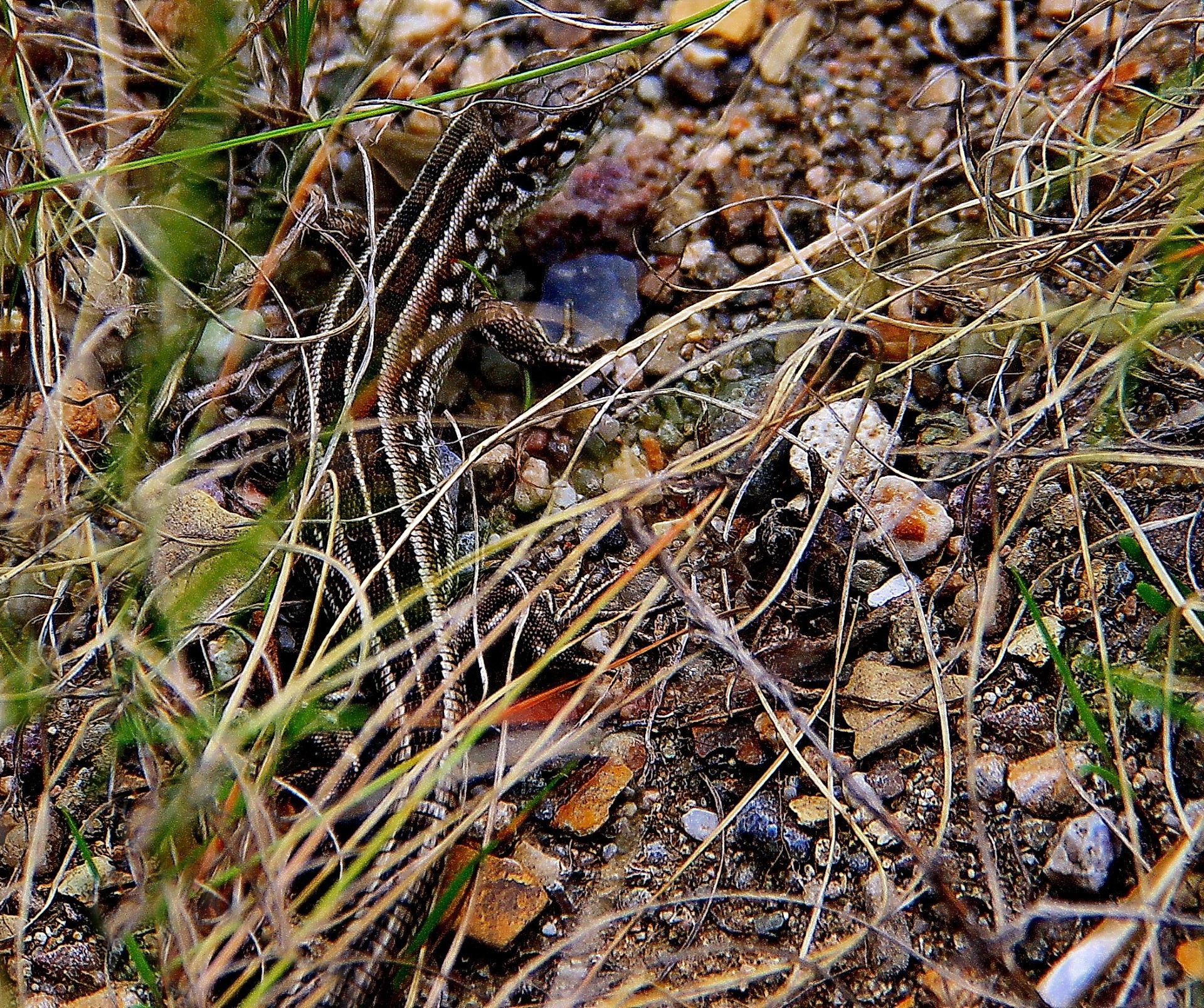 gady i żaby natura jesień na zewnątrz flora zbliżenie liść pora sucha dzika trawa kolor pulpit środowisko drewno drzewo ziemia