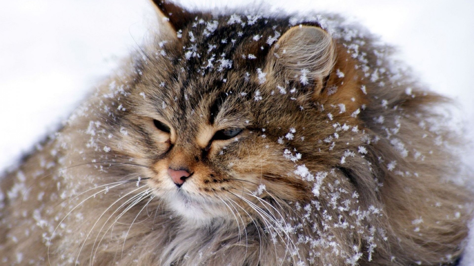 chat animal mignon mammifère faune portrait fourrure chat nature