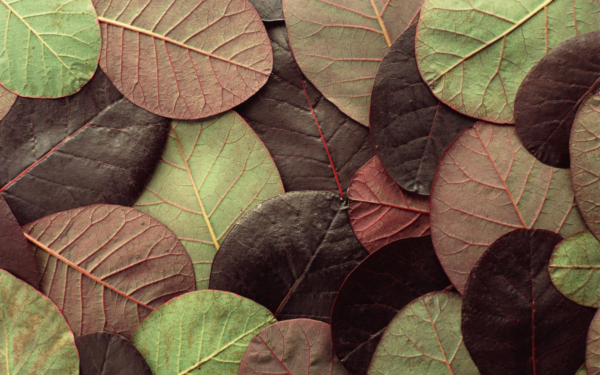 texture foglia natura flora autunno crescita albero modello desktop vene colore brillante legno all aperto stagione close-up giardino ambiente estate