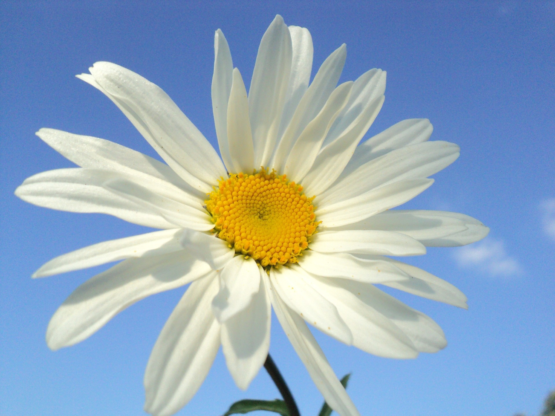 chamomile nature flower summer flora bright color