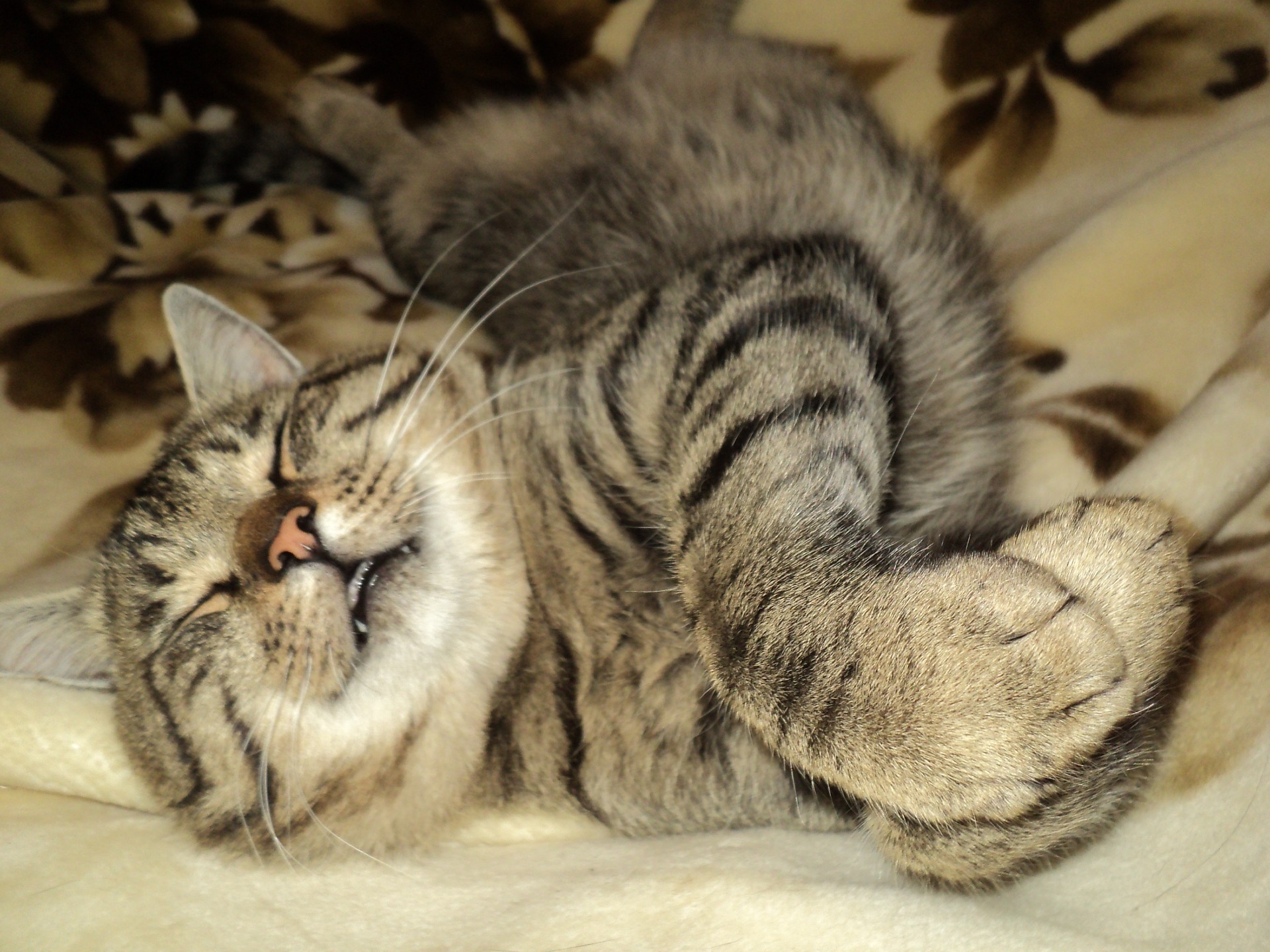 katze katze haustier niedlich kätzchen säugetier tier fell inländische porträt schlafen auge flaumig kind wenig tabby streifen liebenswert schnurrbart flauschig sitzen