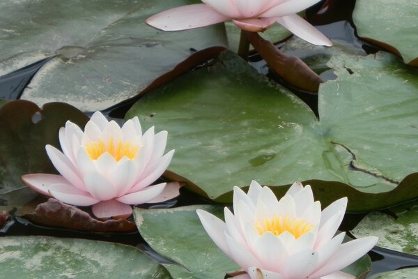 Lotusblüten auf der Wasseroberfläche