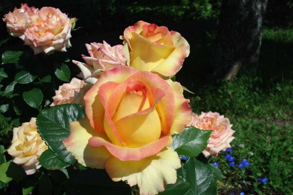 Bien en el Jardín de rosas florece