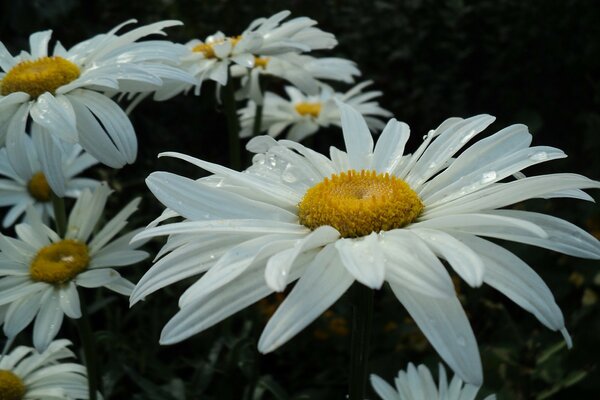 Daisies with dew on the petals in the morning