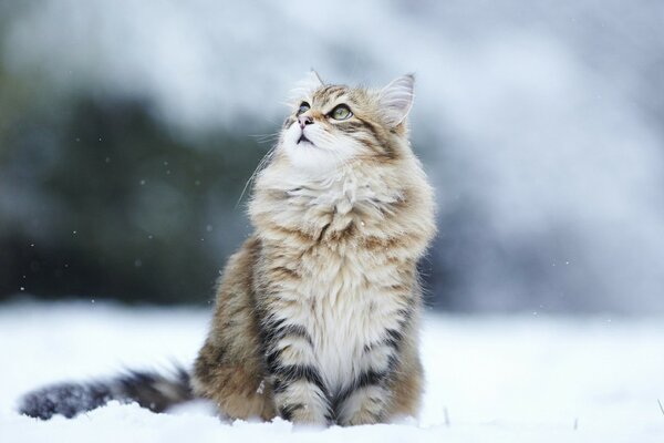 Gato deixa pegadas na neve