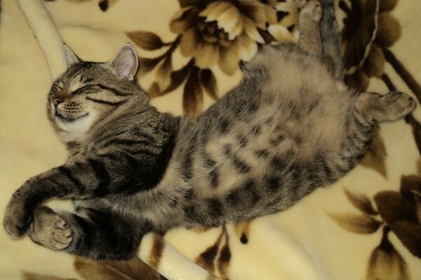 Gato se divierte acostado en la cama